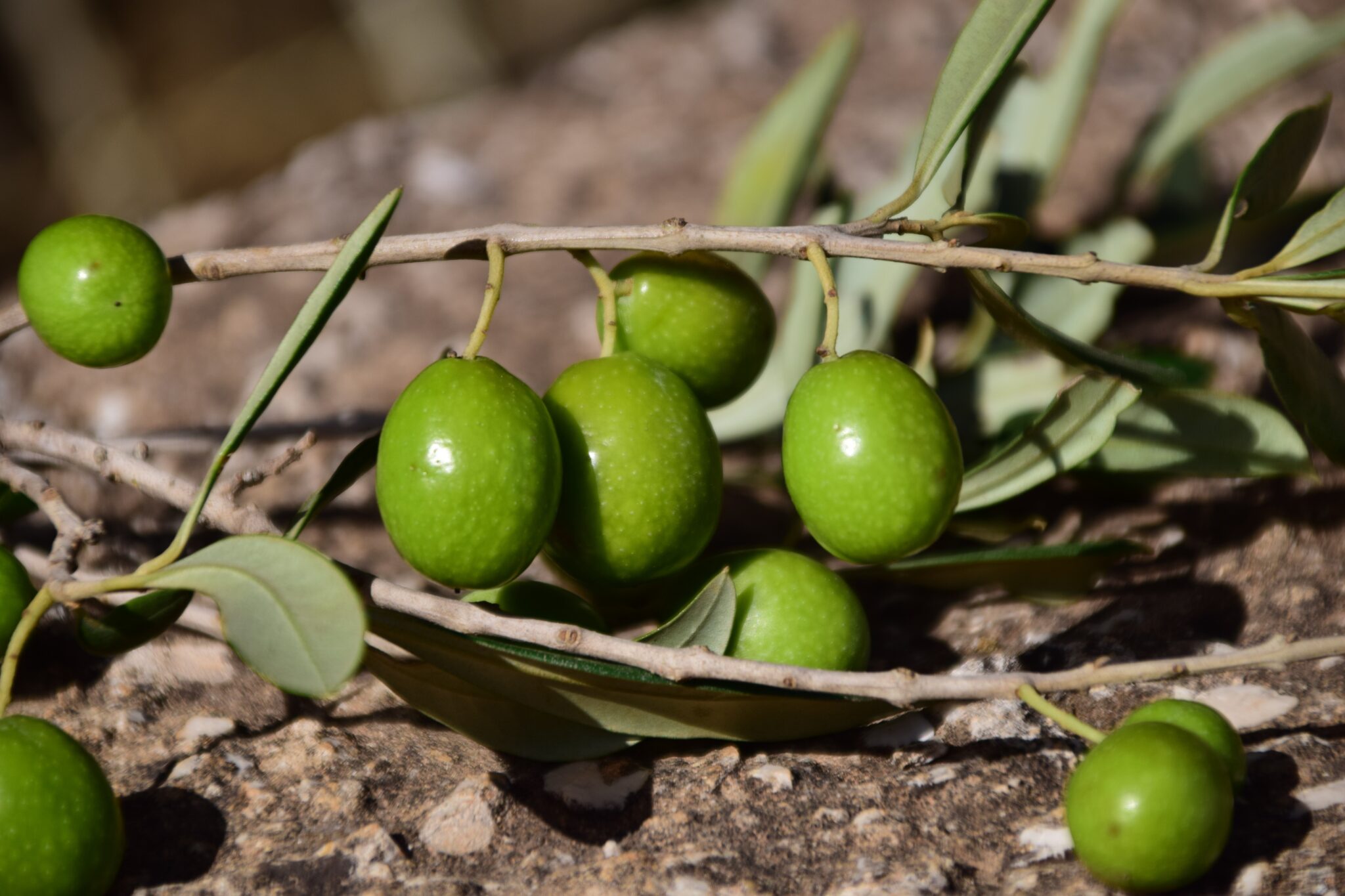primo-piano-di-un-ramo-di-ulivo-con-olive
